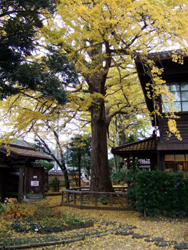 深田久弥山の文化館のイチョウ_b0011802_14402848.jpg