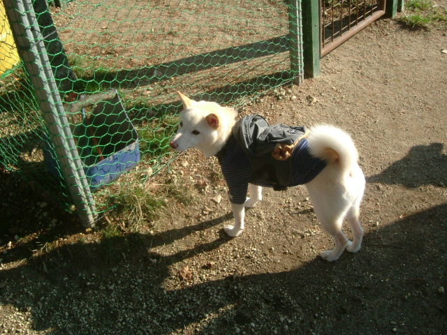 e0090110_0391554.jpg
