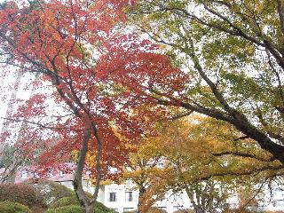 箱根紅葉狩りドライブ♪_f0040310_18552668.jpg