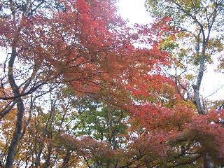 箱根紅葉狩りドライブ♪_f0040310_1941693.jpg