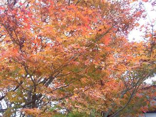 箱根紅葉狩りドライブ♪_f0040310_1951558.jpg