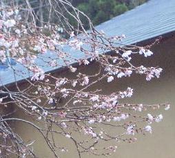 f0040310_199067.jpg