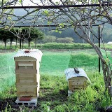 展覧会■小林キユウ写真展「ミツバチを育てながら。」_e0091712_13414162.jpg