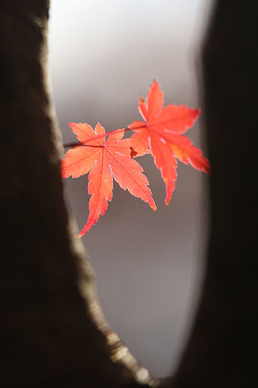 城峰山の紅葉と冬桜_d0026817_2020526.jpg