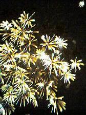f0063920_8542139.jpg