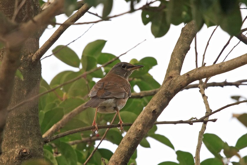 青い鳥がやって来た_c0075539_145521.jpg