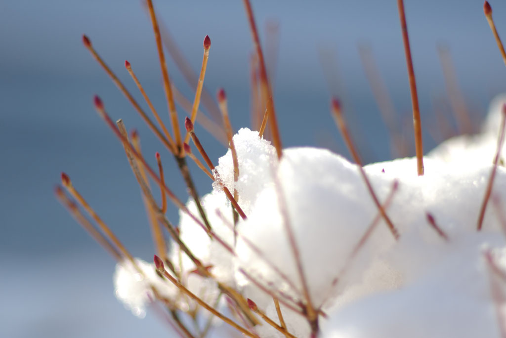 このまま根雪になるんでしょうか？_d0074844_19383546.jpg