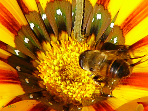 b0051253_8411130.jpg