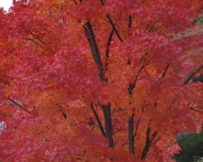 e0035757_22182822.jpg