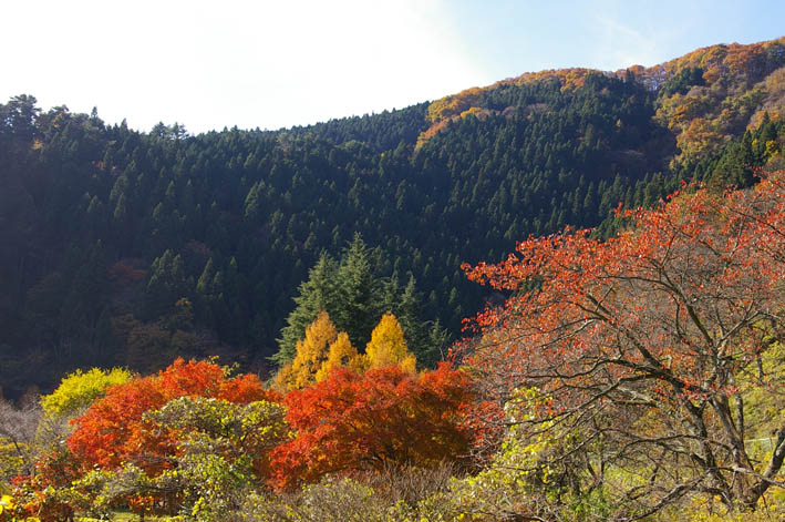 奥多摩湖の紅葉（２００６年１１月２４日）_c0014967_845504.jpg