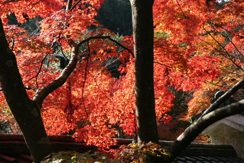 湖国の紅葉4　赤く燃える石山寺_b0055171_2330340.jpg