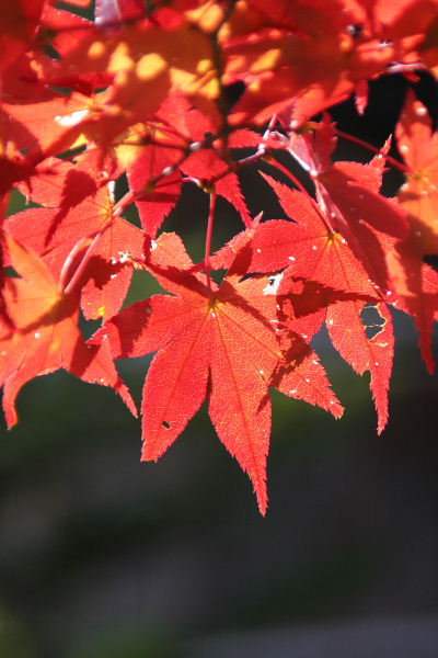 湖国の紅葉4　赤く燃える石山寺_b0055171_23311039.jpg