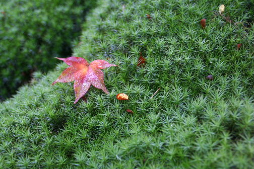 湖国の紅葉4　赤く燃える石山寺_b0055171_23361495.jpg