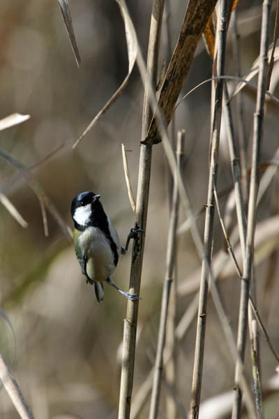 鳥撮りの原点　シジュウカラ_a0083081_16535782.jpg