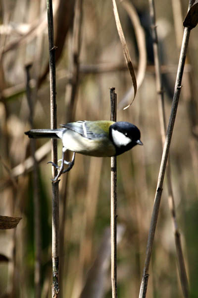 鳥撮りの原点　シジュウカラ_a0083081_16542381.jpg