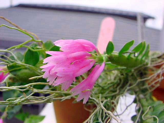 d0007501_12444893.jpg