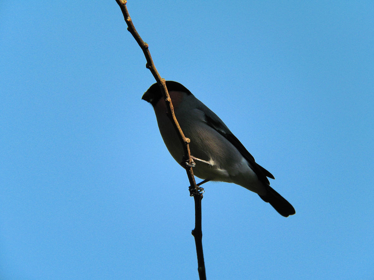 d0078406_212402.jpg