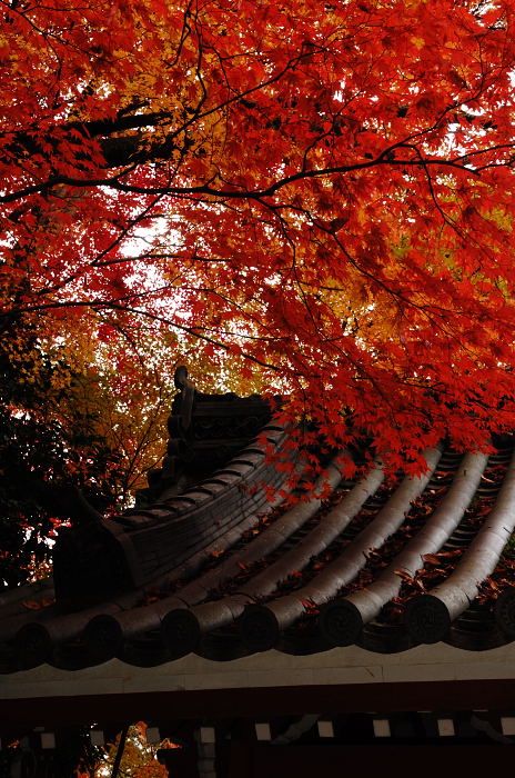 呪われた休日・金蔵寺_f0032011_1928393.jpg