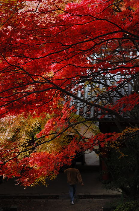 呪われた休日・金蔵寺_f0032011_19284021.jpg