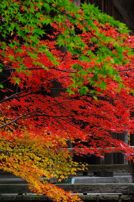 呪われた休日・金蔵寺_f0032011_19291628.jpg