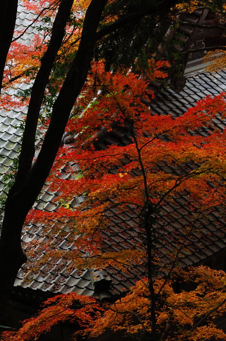 呪われた休日・金蔵寺_f0032011_1929886.jpg