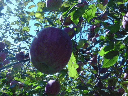 会津で林檎狩り。。。ついでに葡萄も。。。_b0088326_188619.jpg