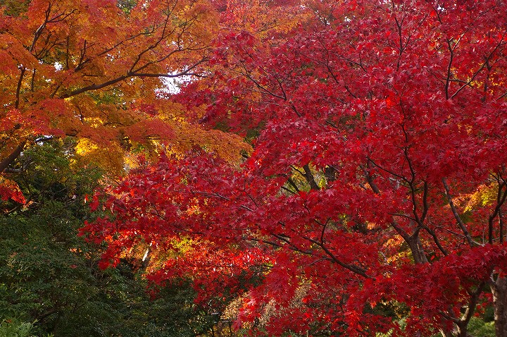 秋の箱根美術館は紅葉美術館_e0000746_11151378.jpg