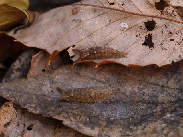 ２００６年１１月２５日①　ヒカゲチョウの幼虫など_b0107948_019592.jpg