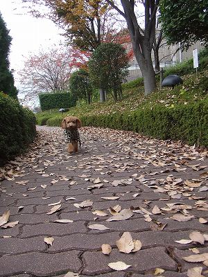 暫く雨の予報・・・_f0068649_11575225.jpg