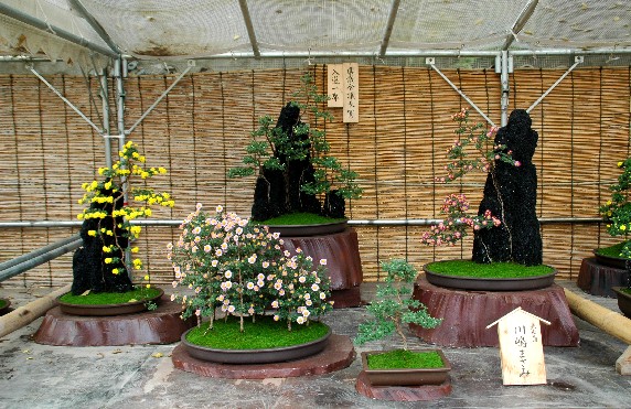 　　菊 花 展_b0093754_00755.jpg