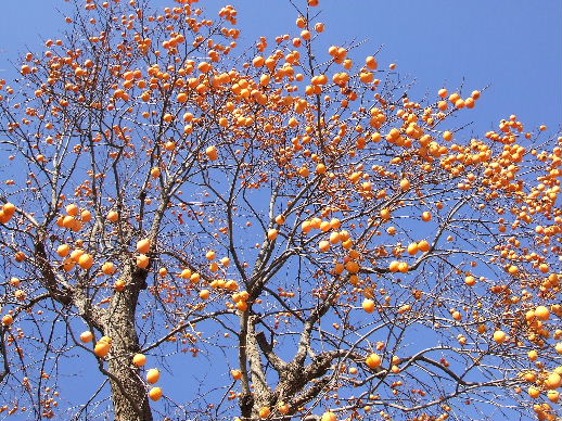b0067569_23565559.jpg