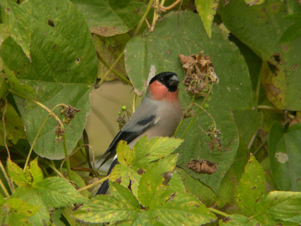 a0053771_14115343.jpg