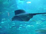 新江ノ島水族館_f0017072_235113.jpg