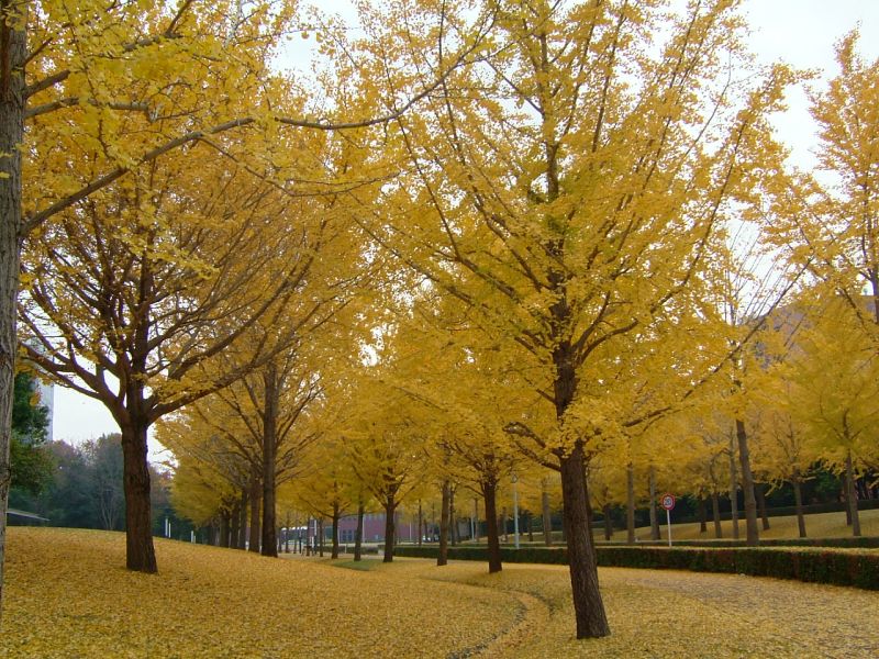 2006年のつくば市の紅葉_c0011875_14172379.jpg