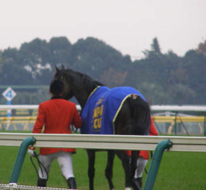 ディープインパクト圧勝_c0057879_1758125.jpg