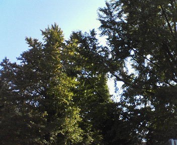 d0056881_10531.jpg