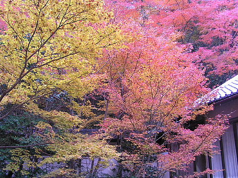 槇尾山・西明寺_c0009190_22214534.jpg