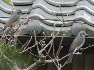 朝から鳥たちが。。。_d0064990_14575944.jpg