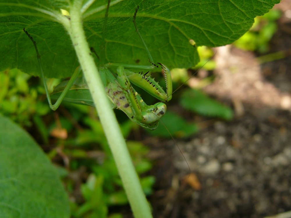 秋はカマキリ・３_c0062511_5511020.jpg