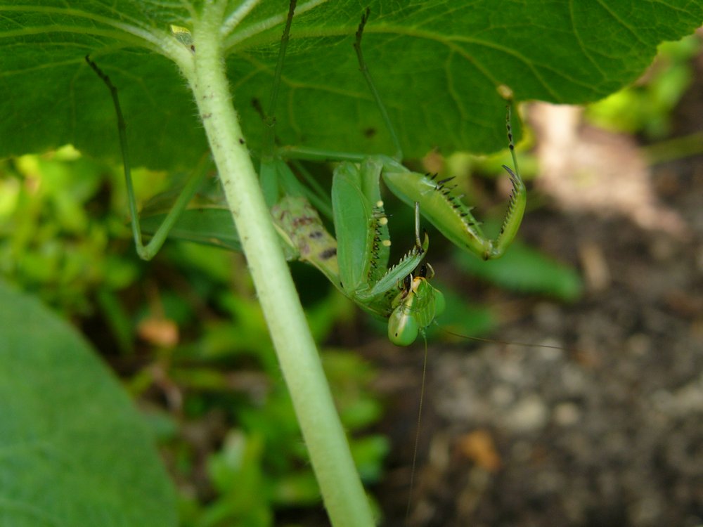 秋はカマキリ・３_c0062511_552138.jpg