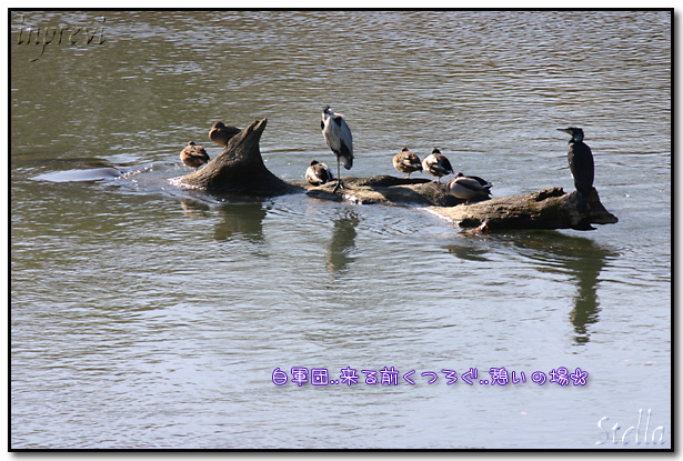 水鳥のベンチ_d0015026_1652399.jpg