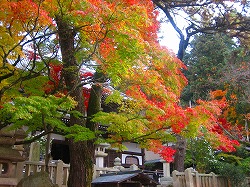 紅葉を見に（温泉に）有馬へ_c0070731_10301761.jpg