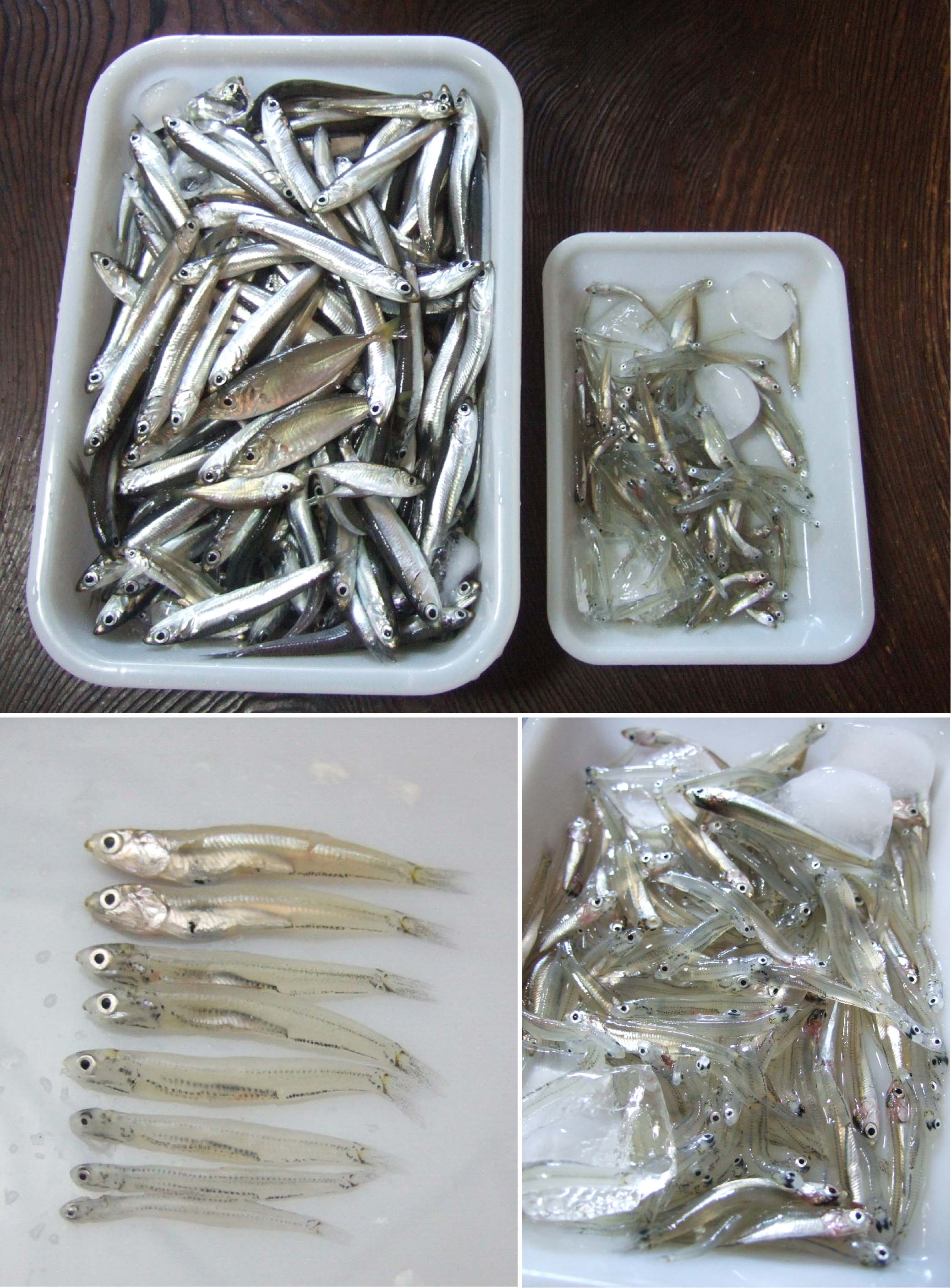 早起きな週末その1 またまた地引網 追記 生しらすとは おいしい たのしい湘南生活 早起きな週末その1 またまた地引網 追記 生しらすとは おいしい たのしい湘南生活