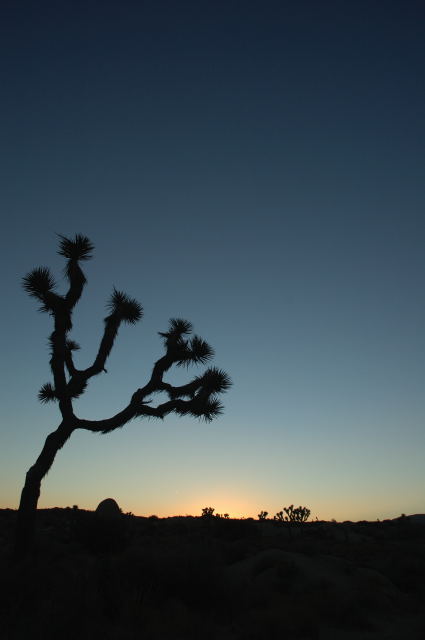 小さな旅　Joshua Tree National Park_e0052044_1111860.jpg