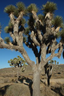 小さな旅　Joshua Tree National Park_e0052044_1116991.jpg