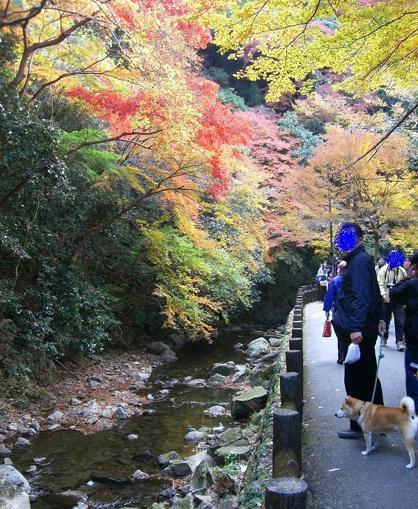 大好きな　山栗　もらったの！！_f0099148_16494568.jpg