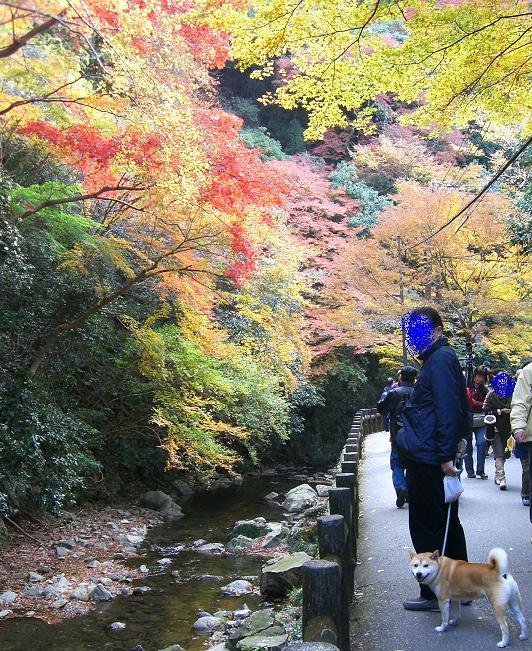 大好きな　山栗　もらったの！！_f0099148_16501647.jpg