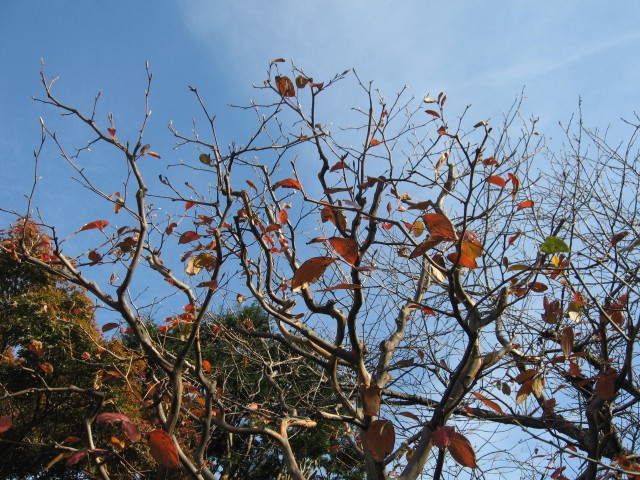 【初冬の北鎌倉・東慶寺】_b0009849_21291929.jpg