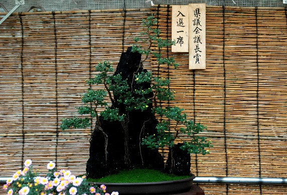 　　菊 花 展_b0093754_001814.jpg
