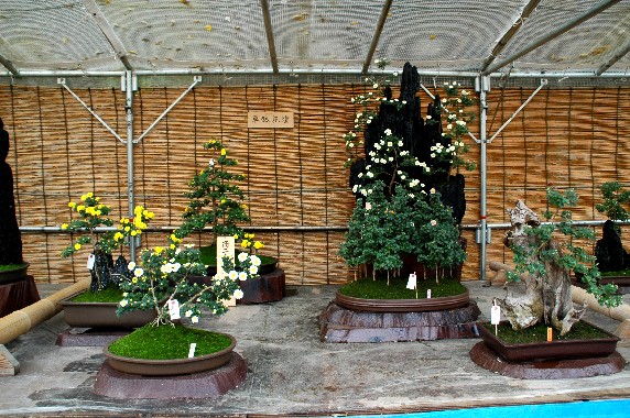 　　菊 花 展_b0093754_003028.jpg